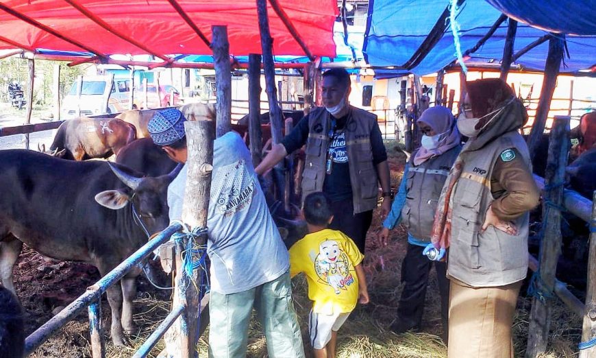Dinas PKP Parepare Pastikan Kelayakan Hewan Ternak untuk Kurban