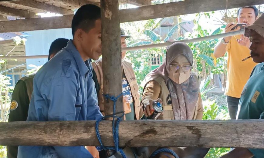 Pastikan Nol Kasus PMK, Dinas PKP Parepare Intensif Pantau dan Vaksin Ternak