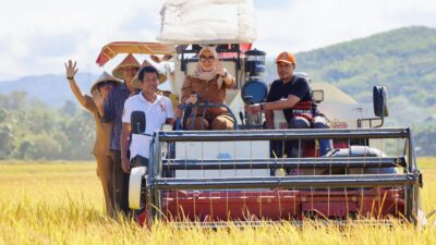 Bupati Barru Pimpin Panen Raya Inpari 32, Hasil Capai 8,8 Ton per Hektar